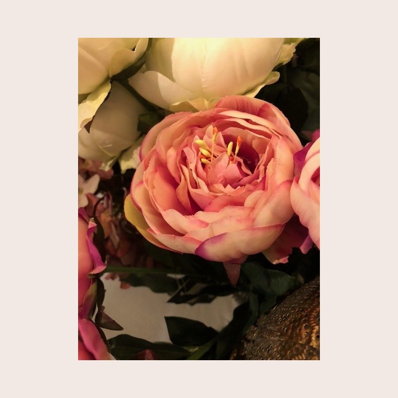 Bonderose rosa