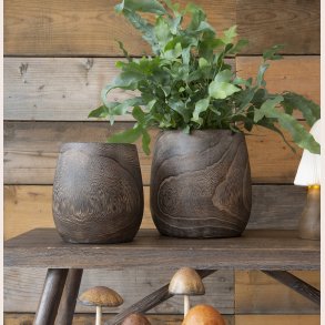 La Vida Trpotte lille