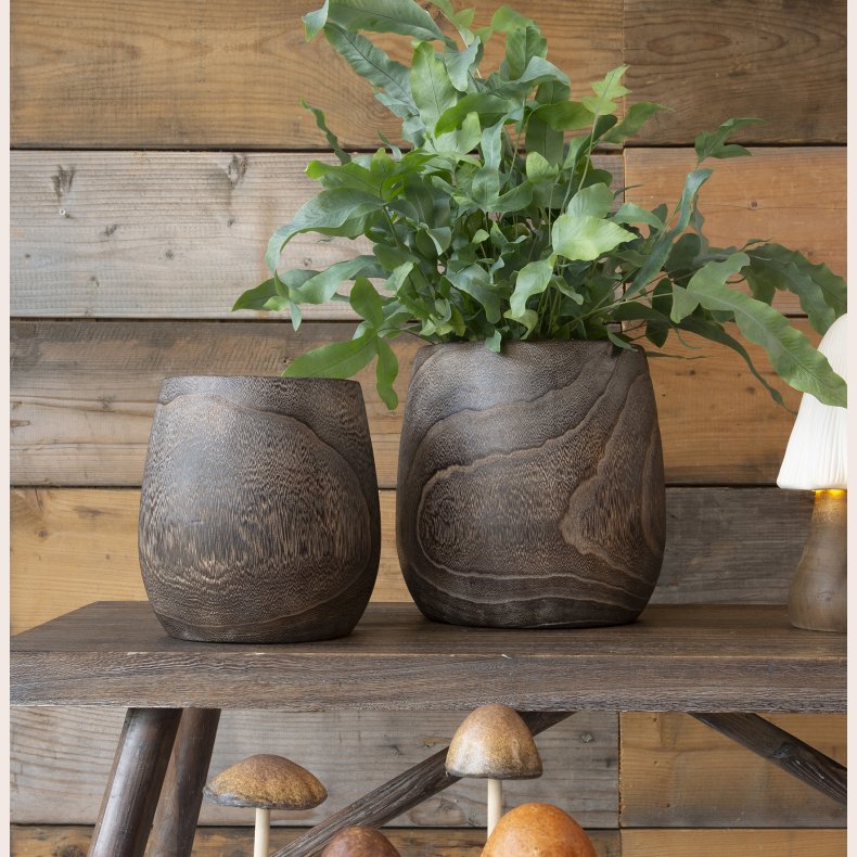 La Vida Trpotte lille