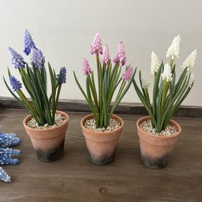 Perlehyacint i potte