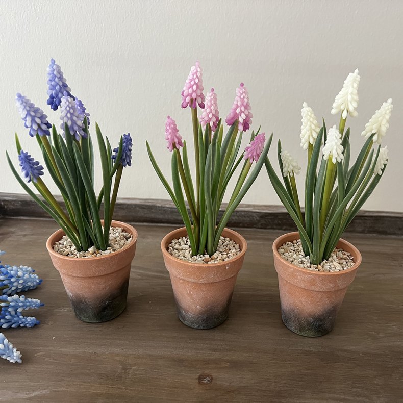 Perlehyacint i potte