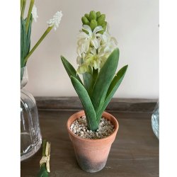 Hvid hyacint i potte