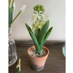 Hvid hyacint i potte