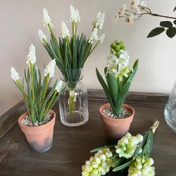 Hvid hyacint i potte