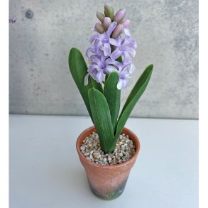 Lilla hyacint i potte