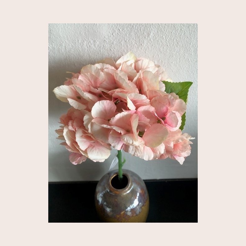 Hortensia lyserd