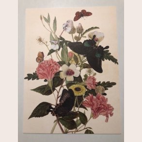 Plakat 291 sommerfugle og blomster