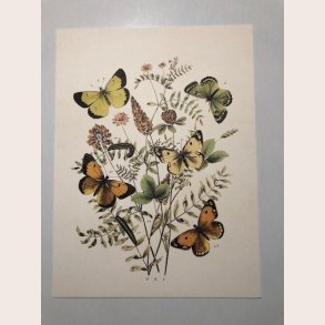 Plakat 244 sommerfugle