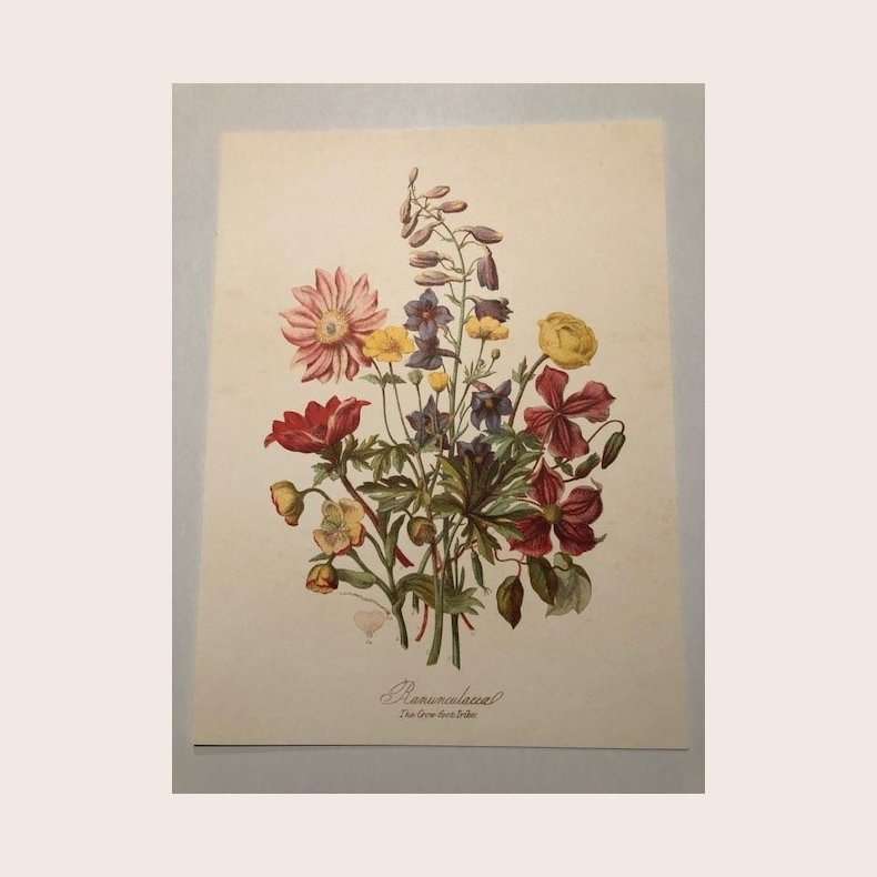 Plakat 205 sommerblomster