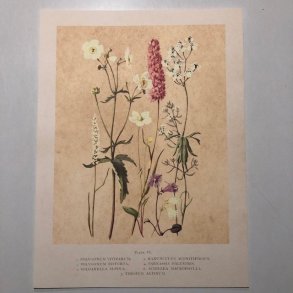 Plakat 299 blomstereng